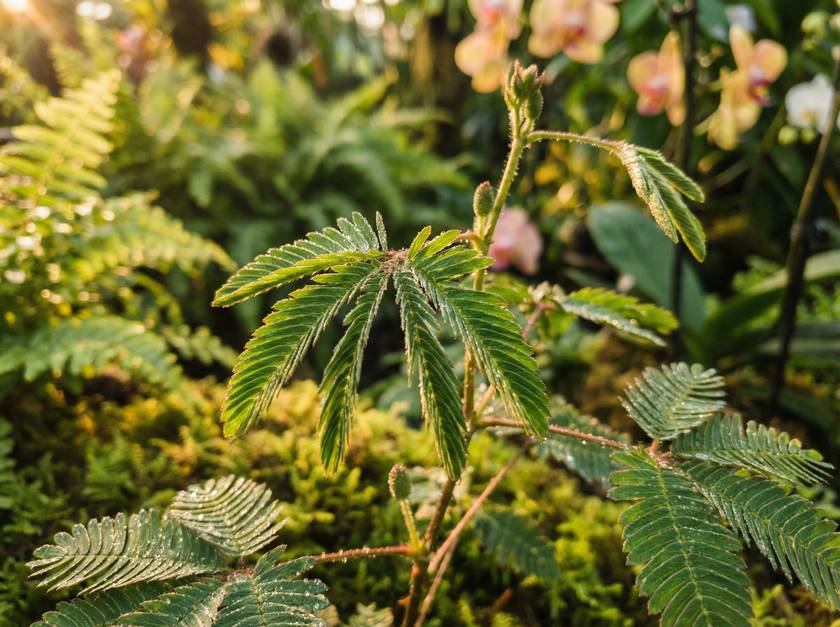17c一起草含羞草视频